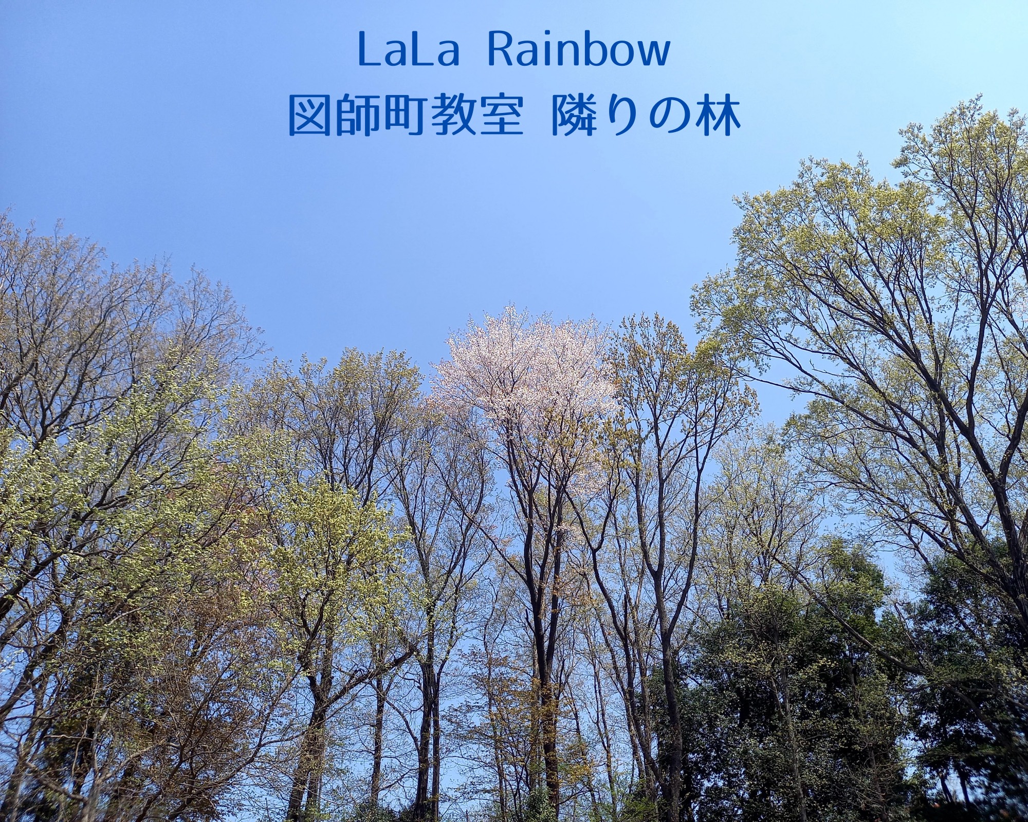 町田市ピアノ・リトミック教室となりの林